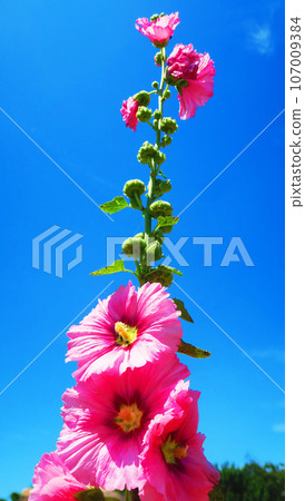 Hollyhocks and blue sky landscape 107009384