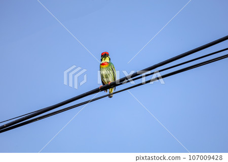 The colorful Oriole bird is live in nature on power line at thailand The colorful Oriole bird is live in nature on power line at thailand 107009428