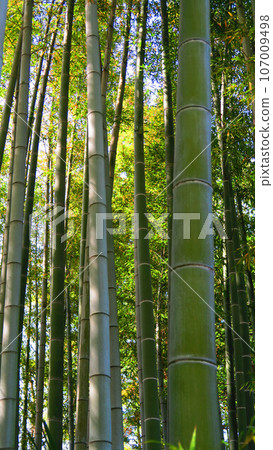 Moso竹子竹樹叢風景 Moso竹子竹樹叢風景 107009498