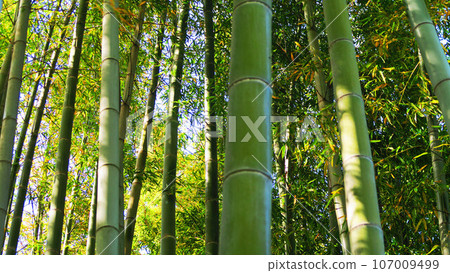 Moso竹子竹樹叢風景 Moso竹子竹樹叢風景 107009499