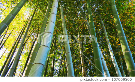 Moso竹子竹樹叢風景 Moso竹子竹樹叢風景 107009500