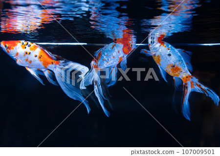 Goldfish Goldfish 107009501
