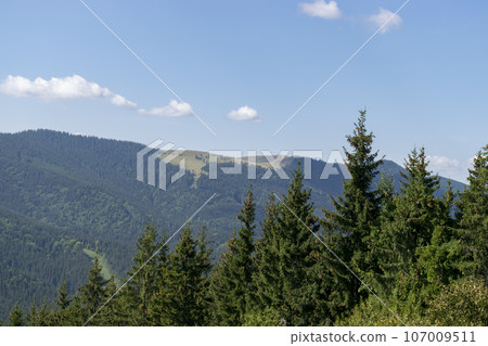 Mountain landscape with forest in the Carpathian mountains of Ukraine. 107009511