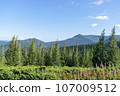 Mountain landscape with forest in the Carpathian mountains of Ukraine. 107009512