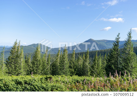 Mountain landscape with forest in the Carpathian mountains of Ukraine. 107009512