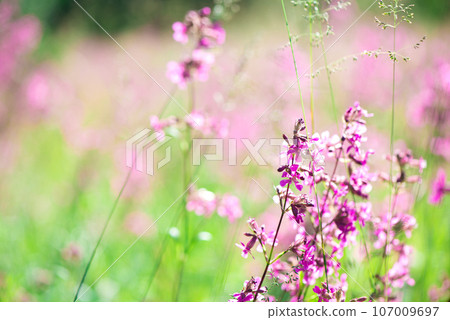 beautiful wildflowers background. summer nature. Ivan tea blooms in a meadow among the forest on a sunny day in June 107009697