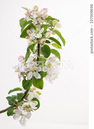 Apple flowers on white background. Spring timelapse of opening beautiful flowers on branches Apple tree. 107009698