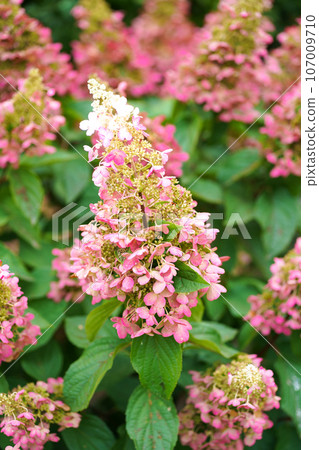 Bright pink hydrangea inflorescences on the bush. The flowering of a hydrangea bush. Growing hydrangeas in the garden. Summer bright background. Natural background. 107009710