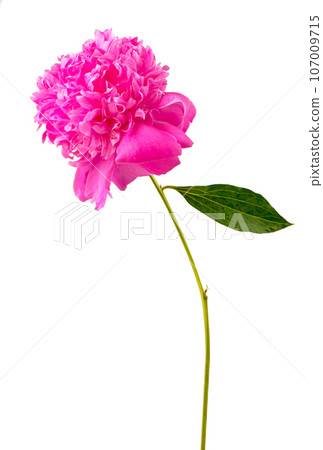 one big beautiful pink peony flower with leaf isolated on white background 107009715