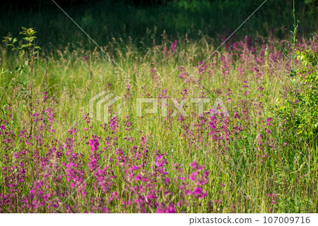 beautiful wildflowers background. summer nature. Ivan tea blooms in a meadow among the forest on a sunny day in June beautiful wildflowers background. summer nature. Ivan tea blooms in a meadow among the forest on a sunny day in June 107009716