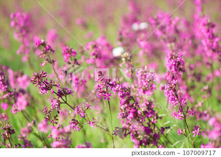 White daisies and pink herbs blossomed in the meadow. Ivan tea blooms among the forest on a sunny day in June.beautiful wildflowers background. summer nature. White daisies and pink herbs blossomed in the meadow. Ivan tea blooms among the forest on a sunny day in June.beautiful wildflowers background. summer nature. 107009717