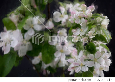 apple tree branch on a black background. Beautiful spring apple tree blossom. Spring flowers opening. Branch with blooming flowers apple tree branch on a black background. Beautiful spring apple tree blossom. Spring flowers opening. Branch with blooming flowers 107009718