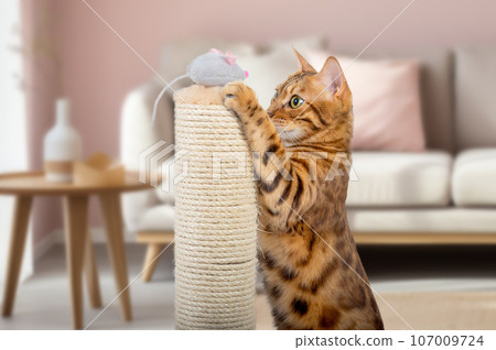 A Bengal cat plays with a plush mouse on a scratching post. A Bengal cat plays with a plush mouse on a scratching post. 107009724