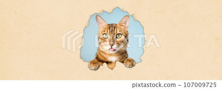 A cat looks out of a hole on a yellow studio background. A cat looks out of a hole on a yellow studio background. 107009725