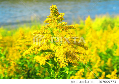 一枝黃花盛開的風景 107009773
