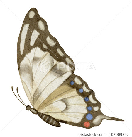 Butterfly Machaon on white isolated background. Watercolor illustration of insect with brown Wings. Hand drawn clip art of Flying moth for cards and icons. Drawing of aquarelle vintage print. Butterfly Machaon on white isolated background. Watercolor illustration of insect with brown Wings. Hand drawn clip art of Flying moth for cards and icons. Drawing of aquarelle vintage print. 107009892