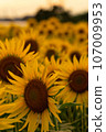 Sunflowers dyed in the sunset 107009953
