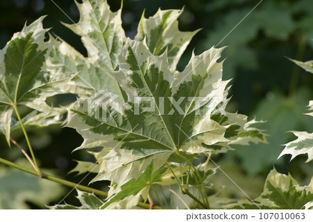 Acer platanoides -Norway maple, branch with leaves 107010063