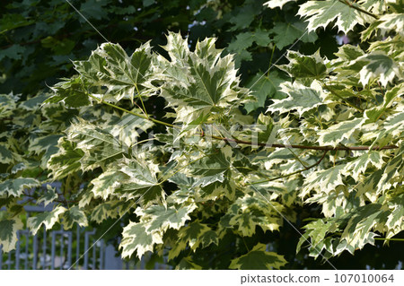 Acer platanoides -Norway maple, branch with leaves 107010064