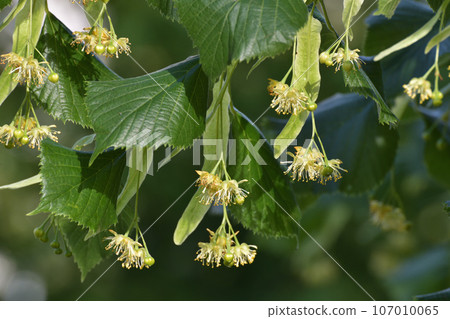 large leaved linden blooms in spring 107010065