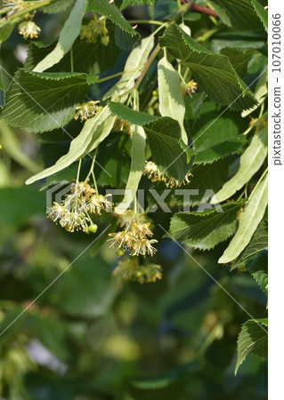 large leaved linden blooms in spring 107010066