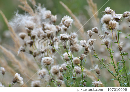 Cirsium arvense - sow thistle, weed in autumn with seeds in the wild Cirsium arvense - sow thistle, weed in autumn with seeds in the wild 107010096