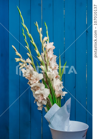 Flowers, nature, plants, white gladioli in a vase on a blue wooden background 107010137