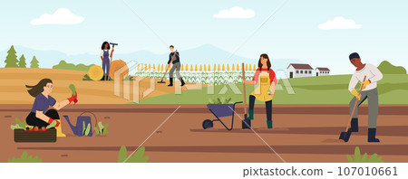 Agricultural workers work on farm landscape, collect harvest Agricultural workers work on farm landscape, collect harvest 107010661