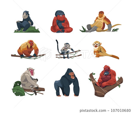 Monkey species. Cute tropical apes flat cartoon style, colorful funny wildlife jungle primates, zoo exotic animals in different poses. Vector isolated set Monkey species. Cute tropical apes flat cartoon style, colorful funny wildlife jungle primates, zoo exotic animals in different poses. Vector isolated set 107010680