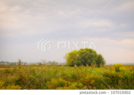 tree in a green field and big clouds, a bird takes off from a tree 107010802