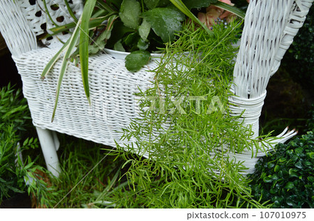 White wicker chair in the garden, plants in pots stand on the chair. Beautiful design White wicker chair in the garden, plants in pots stand on the chair. Beautiful design 107010975