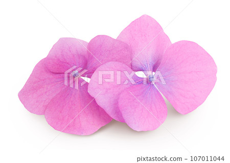 Pink Hydrangea flower isolated on white background 107011044