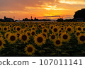 Sunflower field 107011141