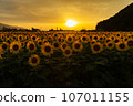 Sunflower field 107011155