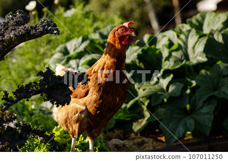 Free range chicken grazing on the grass Free range chicken grazing on the grass 107011250