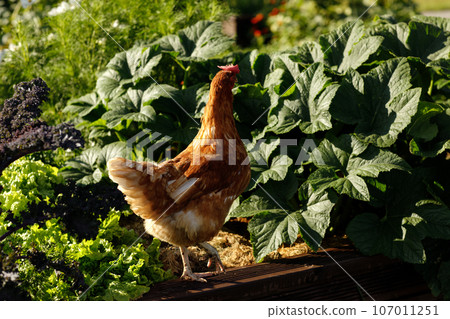 Free range chicken grazing on the grass Free range chicken grazing on the grass 107011251