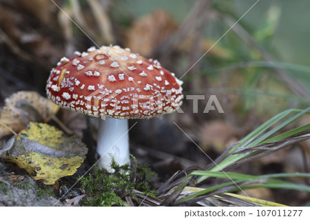 Mushroom growing in the autumn forest. 107011277