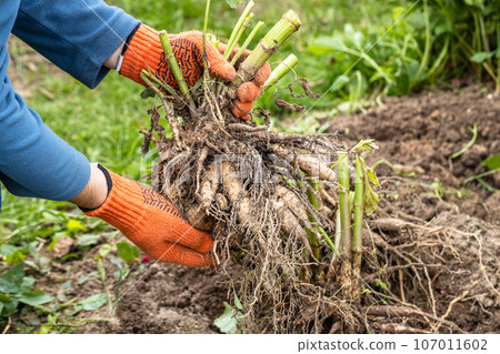 Hands hold dahlia tubers, just dug out of the ground for winter storage. 107011602
