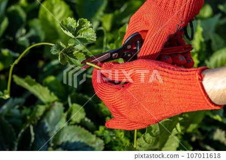 a gardener cuts a young strawberry mustache with a pruner a gardener cuts a young strawberry mustache with a pruner 107011618