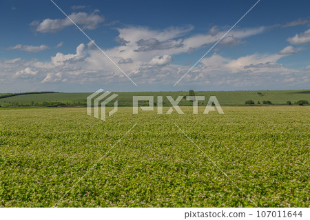 Buckwheat blooms in the field. White flowers. Sky with dark clouds. Buckwheat blooms in the field. White flowers. Sky with dark clouds. 107011644