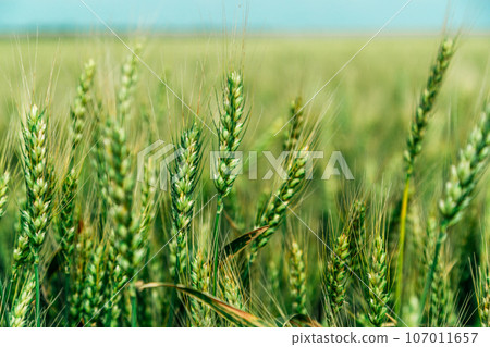 Close up of ripe wheat ears against beautiful sky with clouds. 107011657