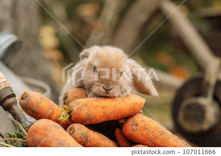 Fluffy foxy rabbit with carrot on autumn background Fluffy foxy rabbit with carrot on autumn background 107011666