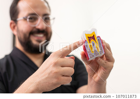 Happy dentist showing plastic model of cut healthy human tooth in medical office positive doctor demonstrates denticle structure for dentistry students at practice 107011873