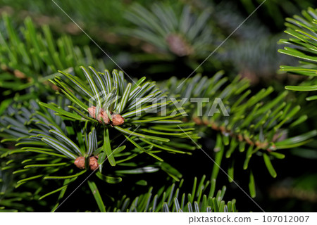 Green branch of a fir tree against black background 107012007