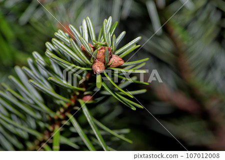 Green branch of a fir tree against black background Green branch of a fir tree against black background 107012008