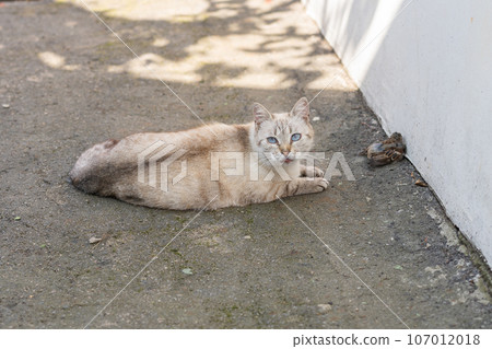 Grey and yellow cat with blue eyes after bird hunting 107012018