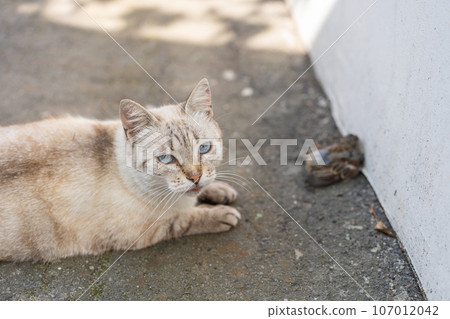 Grey and yellow cat with blue eyes after bird hunting 107012042