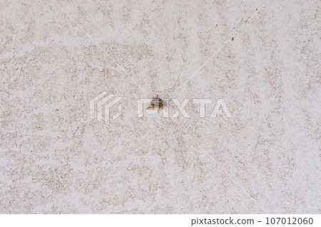 Potato leaf beetle on the wall 107012060
