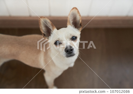 A cute chihuahua crossbreed dog looks into the camera, Waits for its owner, space to copy. The concept of pet care. High quality photo 107012086