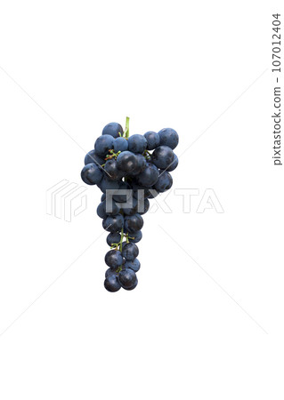dark grapes on a white background. close up. fresh fruits dark grapes on a white background. close up. fresh fruits 107012404